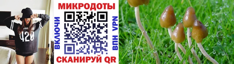 Купить где  Исилькуль  Псилоцибиновые грибы мицелий 